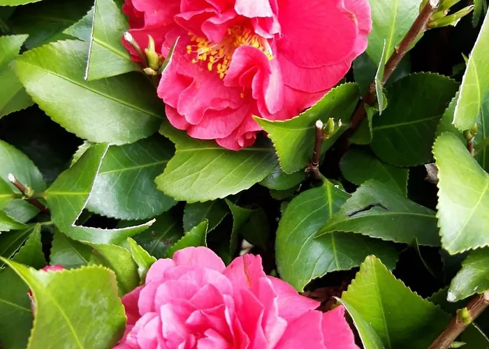 La Mergozzina Mergozzo